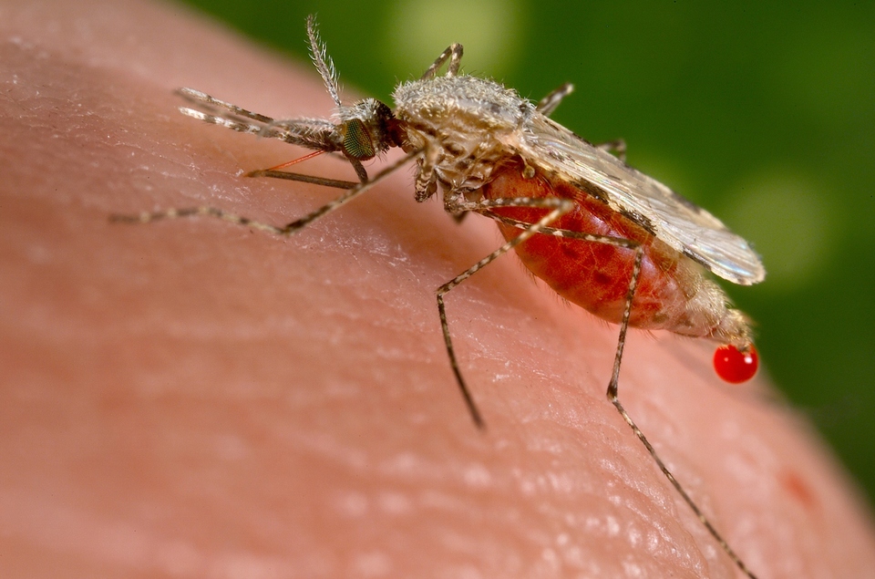 Multidrug-resistant malaria superbugs have taken hold in parts of Thailand, Laos and Cambodia, threatening to undermine progress against the disease. (Reuters Photo/Jim Gathany)