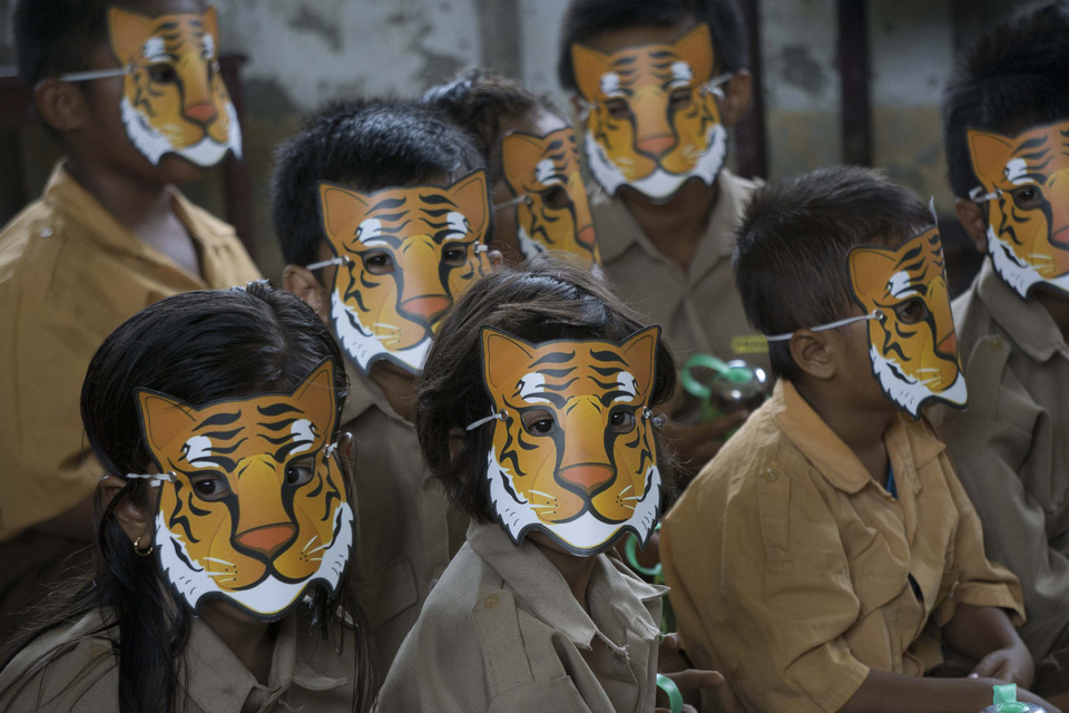 Only 371 Sumatran tigers are left in the wild.  (Photo Greenpeace/Ardiles Rante)