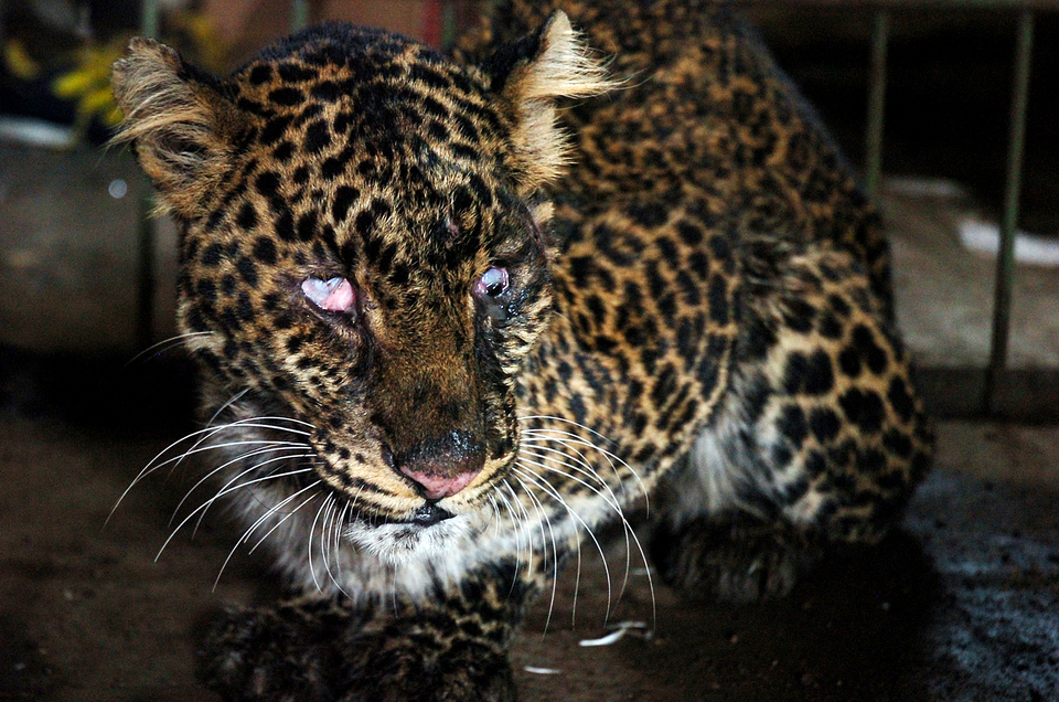 A Javan leopard is handed over to conservation officials by residents in Ciamis, West Java, on Monday. The critically endangered animal was found injured and blind in one eye in Cihaurbeuti subdistrict. (Antara Photo/Adeng Bustomi)