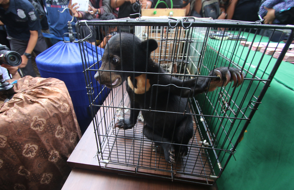 A malnourished baby sun bear that was kept in Bandung Zoo in West Java. (Antara Photo/Ferdi Hamzah) 