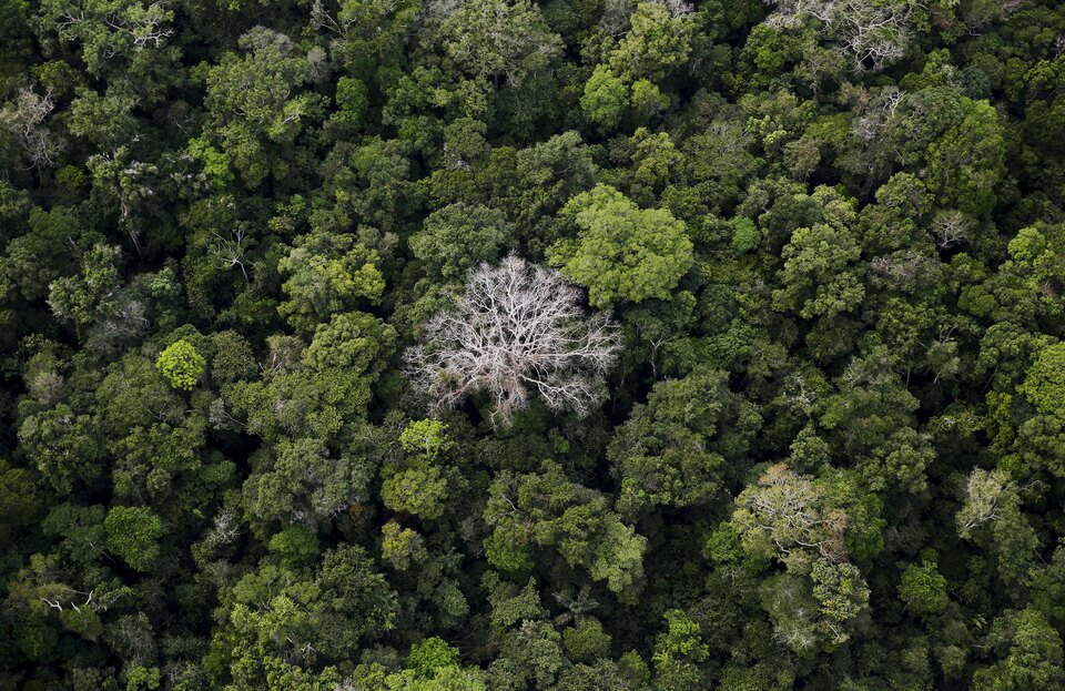An aerial view shows the Amazon rainforest at the Bom Futuro National Forest near Rio Pardo in Porto Velho, Rondonia State, Brazil. (Reuters Photo/Nacho Doce)
