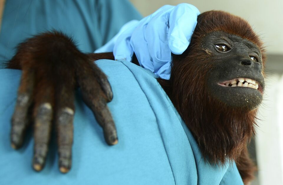 A volunteer holds a baby red howler monkey (Alouatta seniculus), during its recovery at the Santa fe zoo in Medellin, Antioquia department, Colombia on December 11, 2015. Nine monkeys who had been under the care of the Santa Fe zoo as part of a wildlife conservation program after they were are torn away from their families in the forests and sold by traffickers to travelers within the country, were released into the wild. The red howler monkeys are an endangered species, which makes them attractive to wildlife traders. AFP PHOTO/Raul ARBOLEDA