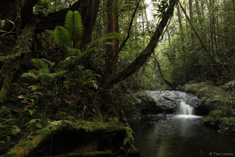 Tropical forest in West Sumatra, Indonesia. (Photo courtesy of Tim Laman)