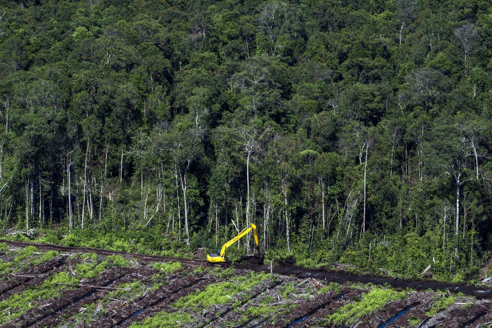 Asia Pulp & Paper Group (APP) rejected criticism on Thursday (17/05) from Greenpeace, which pulled out of a landmark conservation pact this week after linking the conglomerate's subsidiaries to deforestation. (Photo courtesy of Greenpeace/Ulet Ifansasti)