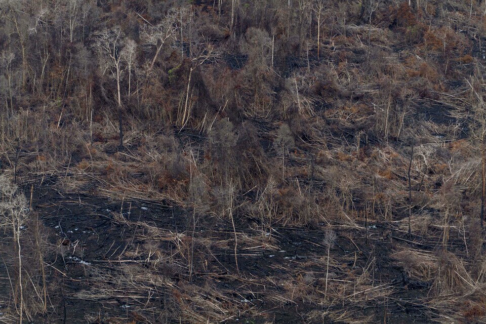 The aftermath of a forest fire outside the Sebangau National Park in Central Kalimantan in this December 2015 file photo. (Greenpeace Photo/Ulet Ifansasti)