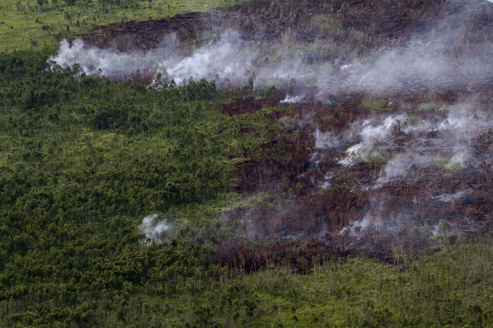 The provincial government of Jambi will build 72 villages as models, following the Peatland Restoration Agency, or BRG, program, with more than an estimated 150,000 hectares of forest and peatland areas to be saved.(Greenpeace Photo/Ulet Ifansasti)
