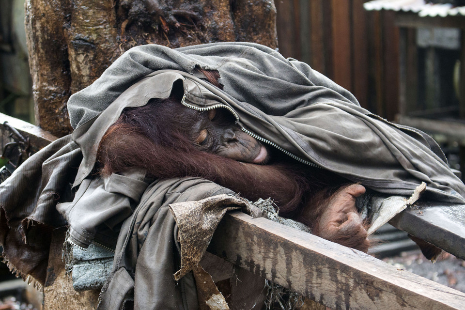 Over 100 Sumatran orangutans are smuggled out of Indonesia every year. (Antara Photo/Yiari/Heribertus) 