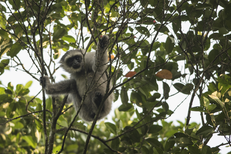 A silvery gibbon hangs out in a tree at the Bodogol Nature Conservation Education Center (PPKAB) in West Java's Bogor district. (Antara Photo/Sigid Kurniawan)