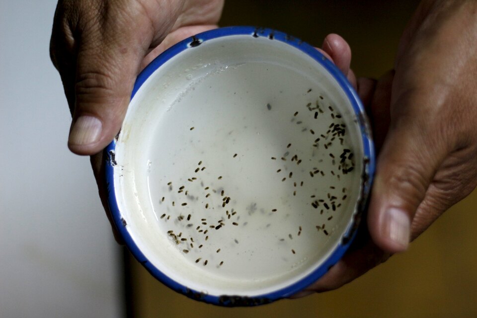 US drug developer NewLink Genetics Corp joined the race to develop a vaccine for the Zika virus, a day after the World Health Organization declared the mosquito-borne disease an international public health emergency. (Reuters Photo/Josue Decavele)