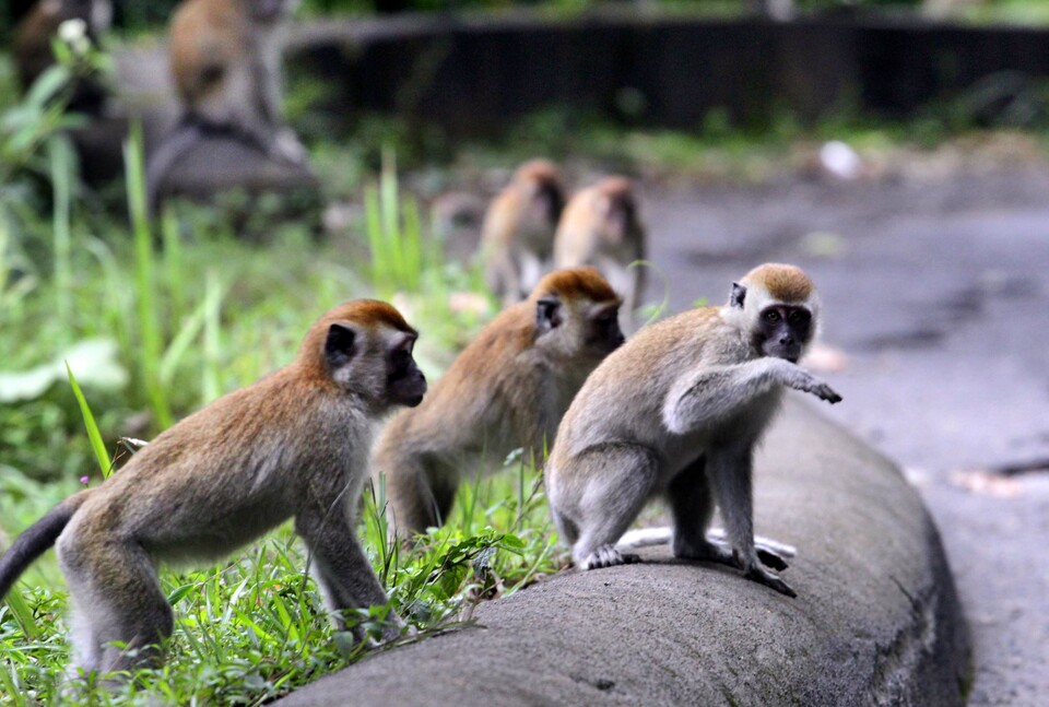 The West Java district of Purwakarta is set to get a new monkey conservation in Jatiluhur, district head Dedi Mulyadi said. (Antara Photo/Rahmad)