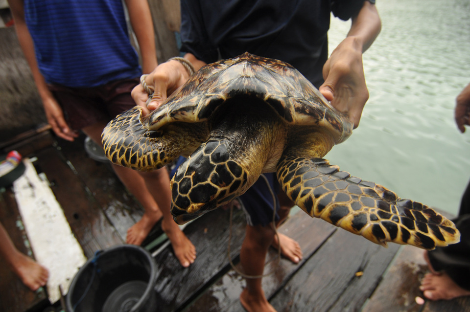 A child shows a green turtle caught in a fishing net on the Panggalaseang island in Sojol, Donggala, Central Sulawesi, on Saturday. Fisherman's lack of knowledge of the various endangered and protected species result in many animals accidentally being caught in fishing nets and not released back into the sea. (Antara Photo/Mohamad Hamzah)