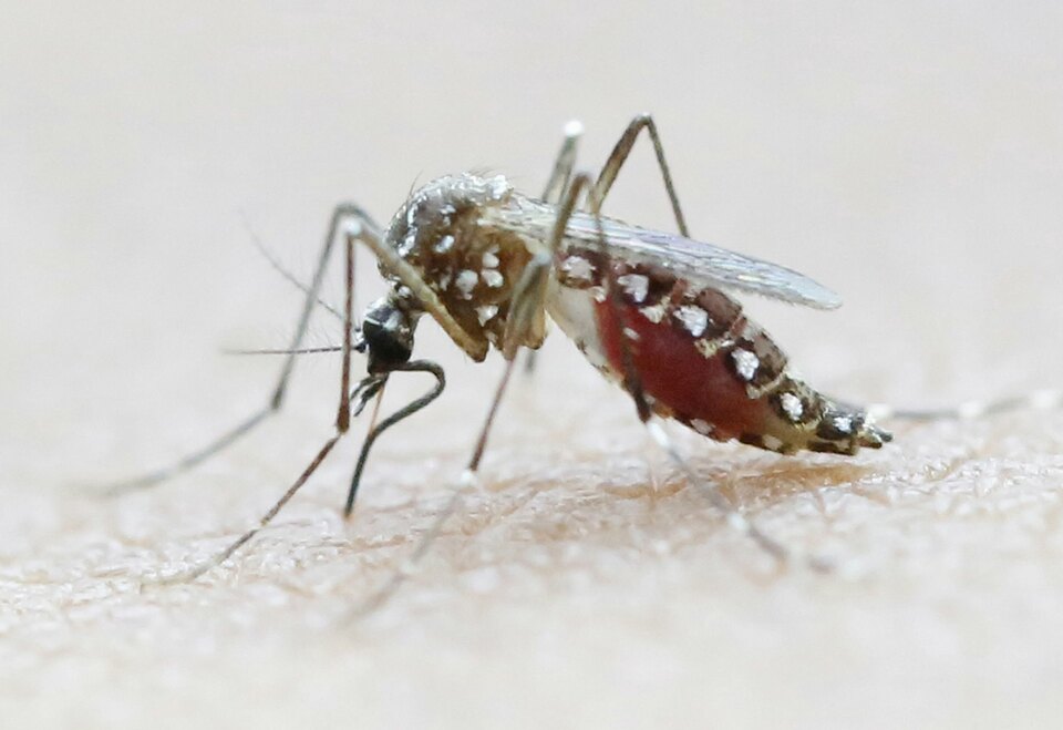 Health experts called on Thursday for urgent action to tackle the "global dengue pandemic", and said the number of cases was expected to spike in some countries this year, partly because of the El Niño weather phenomenon.  (Reuters Photo/Jaime Saldarriaga)