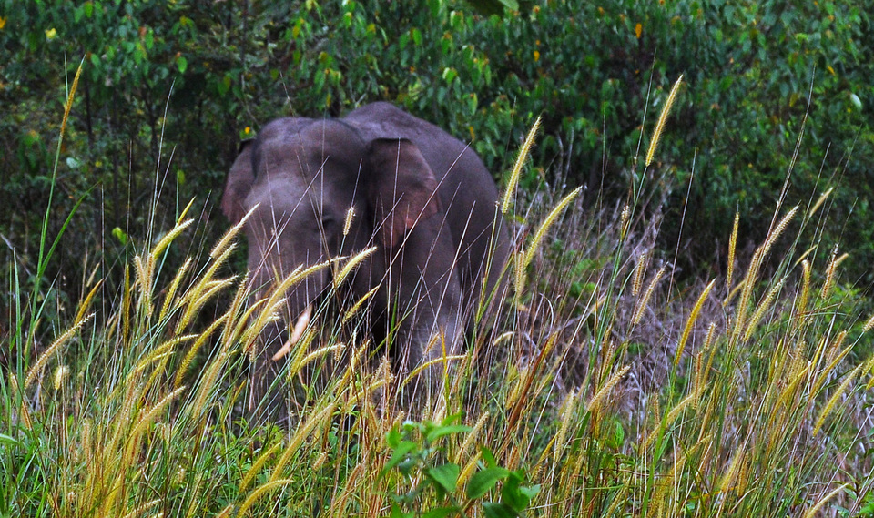 A wild Sumatran elephant in the Balai Raja Wildlife Sanctuary in Bengkalis, Riau, on Tuesday (16/02). Balai Raja Wildlife Sanctuary has become a habitat for wild Sumatran elephants since palm oil plantations have taken over their natural habitat which was once ​​18,000 hectares in size and is now only 200 hectares. (Antara Photo/Abuyahya)

