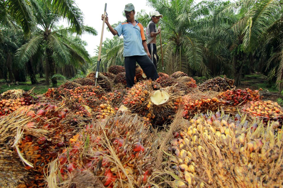 The Indonesian government is going to hold more public forums to collect input on a new presidential decree to manage sustainable palm oil production. (Antara Photo/Budi Candra Setya)