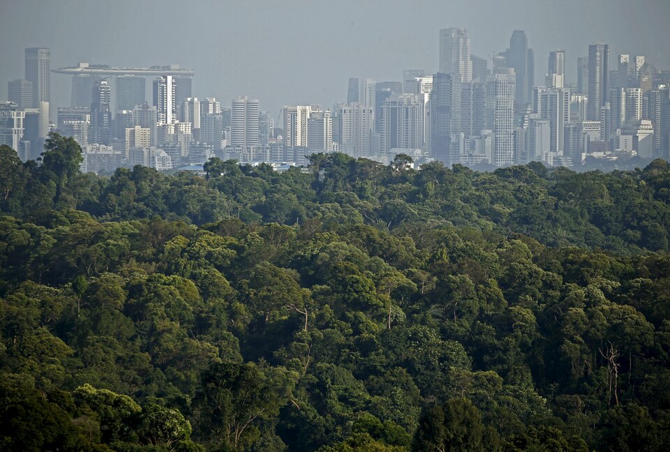 Several of the world's largest cities agreed at the Global Climate Action Summit in San Francisco last week to collaborate on an initiative to conserve and restore forests to mitigate the impact of natural disasters. (Reuters Photo/Edgar Su)