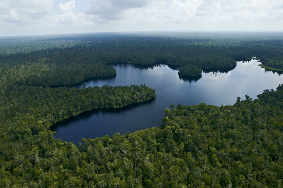 Restorasi Ekosistem Riau (RER) was launched in 2013 to protect ecologically important peat forest in Kampar Peninsula, Riau, Indonesia. (Source: http://aprildialog.com/)
