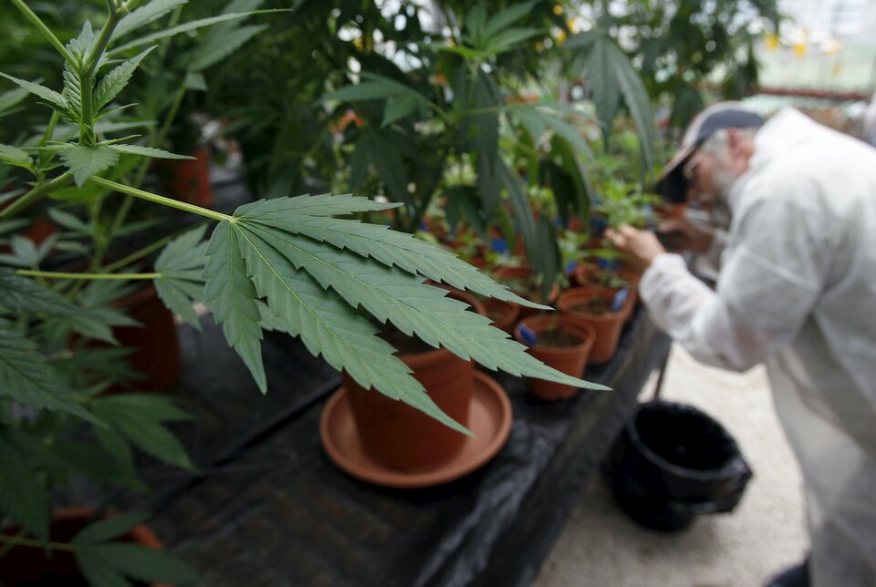 Already a pioneer in high-tech and cutting-edge agriculture, Israel is starting to attract American companies looking to bring medical marijuana know-how to a booming market back home. (Reuters Photo/Baz Ratner)