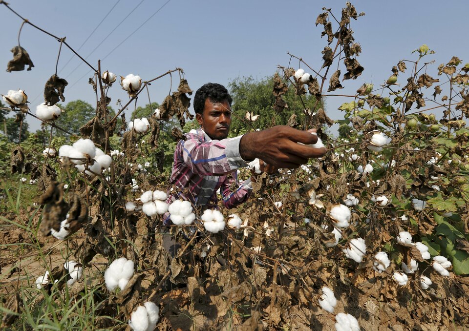 A farmer harvests cotton in his field at Nani Kadi village in the western state of Gujarat, India. (Reuters Photo/Amit Dave)