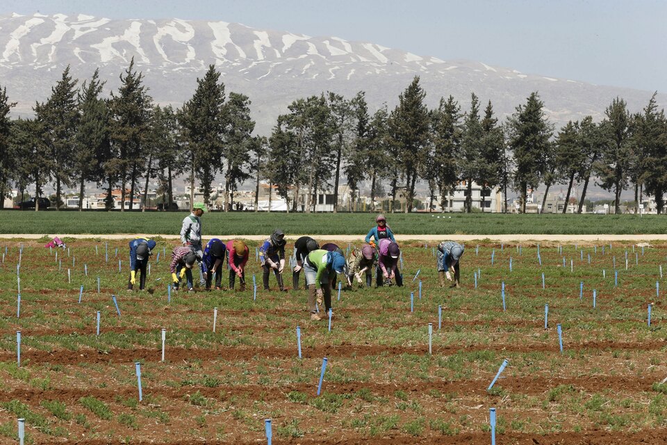 Farmers plant Syrian lentils in a field supervised by ICARDA, the International Center for Agricultural Research in the Dry Areas, in Tirbol village, Bekaa valley, Lebanon March 10, 2016. (Reuters Photo/Mohamed Azakir)