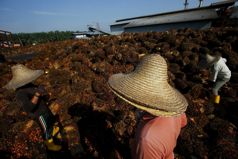 A worker collecting palm oil fruit inside a palm oil factory. (Reuters Photo/Samsul Said)