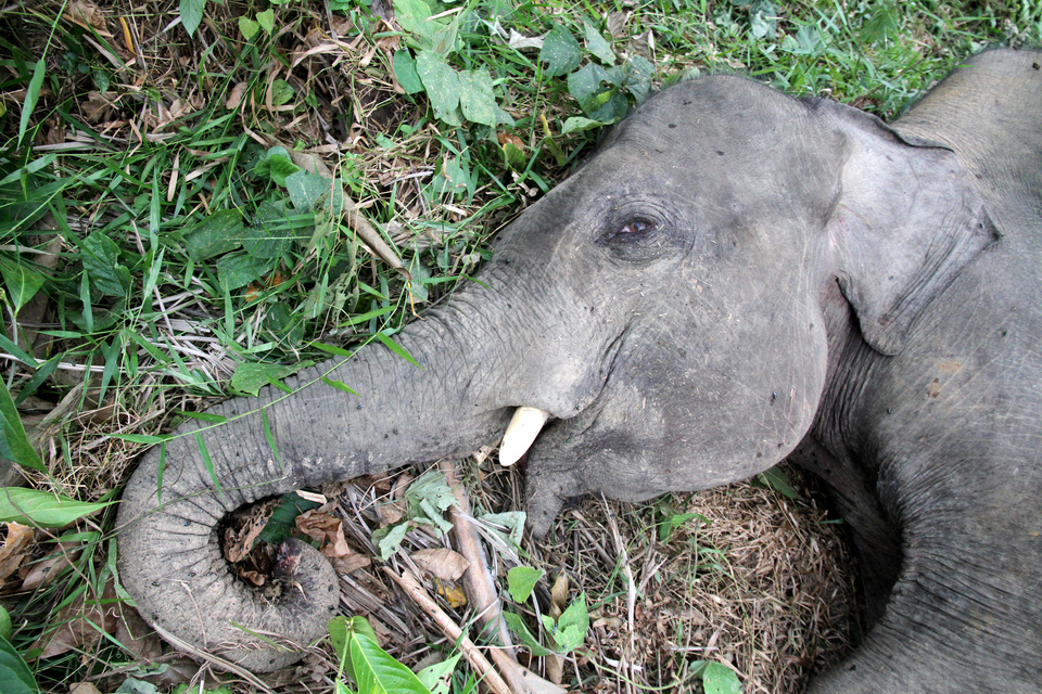 A male elephant lies dead on the grounds of the Dwi Kencana Semesta palm oil plantation in East Aceh on Sunday (14/07). Police are still investigating what caused the death of the 5-year-old pachyderm. Data from Aceh's Natural Resources Conservation Agency (BKSDA) show that 21 Sumatran elephants have been killed by local residents between 2014 and 2016. (Antara Photo/Syifa Yulinnas)