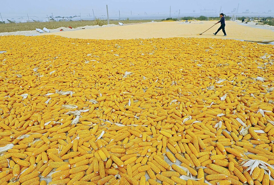 China's plan to let the market set corn prices is bad news for international grain exporters, but should boost the country's struggling corn processors that use the grain in products ranging from food additives to paper and textiles. (Reuters Photo/China Daily)