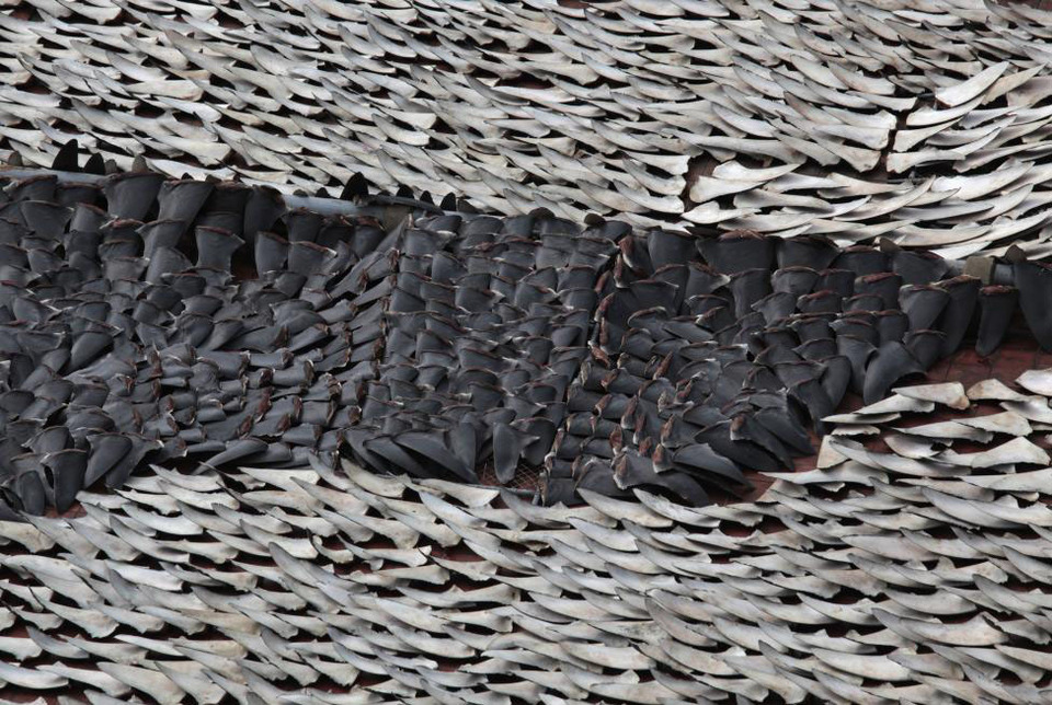 Over 10,000 pieces of shark fins are dried on the rooftop of a factory building in Hong Kong on Jan. 2, 2013. (Reuters Photo/Bobby Yip)