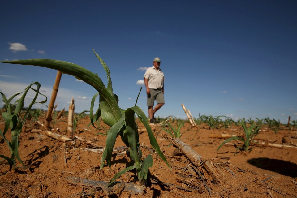 A farmer inspects his maize field in Hoopstad, a maize-producing district in the Free State province, South Africa. (Reuters Photo/Siphiwe Sibeko)