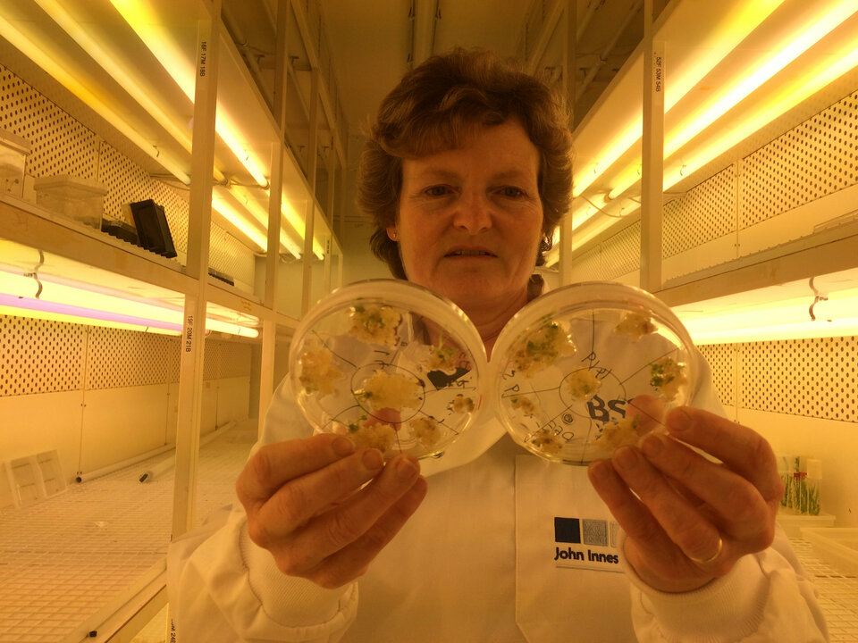 Professor Wendy Harwood poses for a photograph in a plant breeding incubator room with barley plants that have undergone gene editing at the John Innes Centre in Norwich, Britain. (Reuters Photo/Stuart McDill)