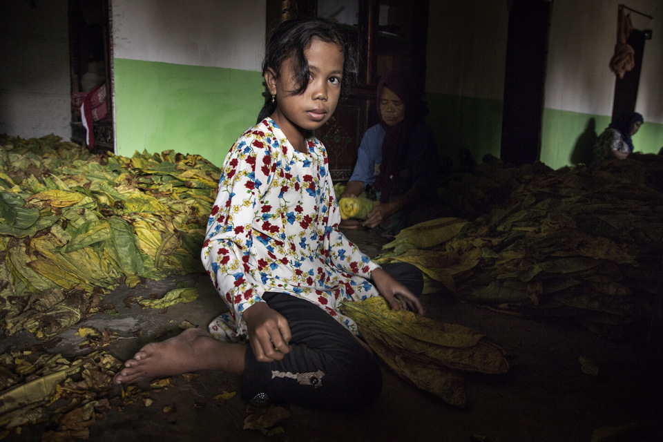 An 8-year-old girl sorts and bundles tobacco leaves by hand near Sampang, East Java. Photo courtesy of Human Rights Watch.