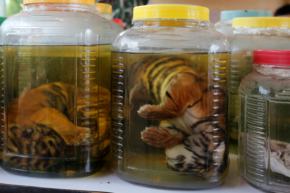 Tiger cub carcasses are seen in jars containing liquid as officials continue moving live tigers from the controversial Tiger Temple, in Kanchanaburi province, west of Bangkok, Thailand, June 3, 2016. (Reuters Photo/Chaiwat Subprasom)