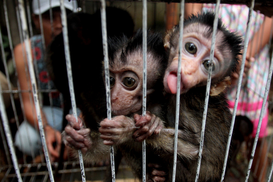 Wild monkeys are kept in cages at an animal market on Jalan Cikaret in Bogor, West Java, in this June 9, 2016 file photo. (Antara Photo/Yulius Satria)