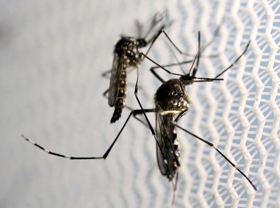 An outbreak of dengue virus has killed around 300 people so far this year in Sri Lanka and hospitals are stretched to capacity, health officials said on Monday (24/07). (Reuters Photo/Paulo Whitaker)