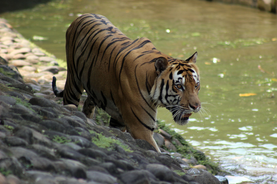 A critically endangered Sumatran tiger was brutally killed in Indonesia on Sunday (04/03), the latest victim of a killing spree targeting near-extinct species that has alarmed conservationists. (JG Photo/Megan Herndon) 
