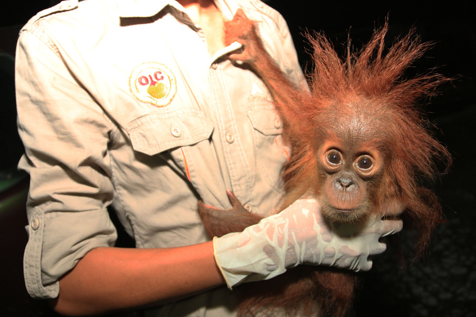 A badly malnourished orangutan that was kept as a pet is being nursed back to health at an orangutan conservation in North Sumatra. (Antara Photo/Irsan Mulyadi)