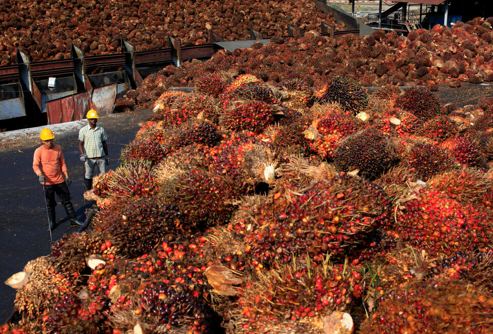 Talks to sell stakes in Felda Global Ventures Holdings (FGV) to two Indonesian billionaires have been suspended due to a management crisis at the world's third biggest palm plantation group, sources close to the deal said. (Reuters Photo/Samsul Said)