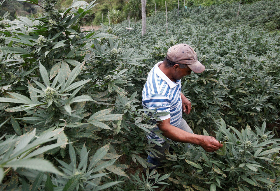 Jose Toconas, 45, shows marijuana plants at his home in the mountains of Tacueyo, Cauca, Colombia. (Reuters Photo/Jaime Saldarriaga)
