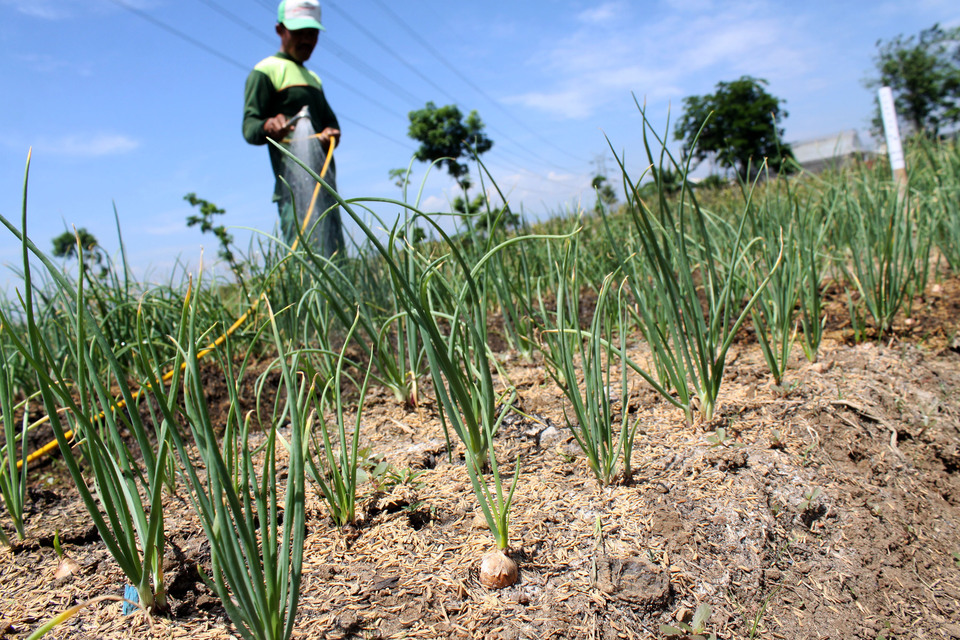 A worker is pictured watering onion crops in vegetable seed research field of East West Seed Indonesia, a leading company in the Indonesian horticulture industry, in Purwakarta, West Java, on Tuesday (02/08). According to the company's seed planters, production and cultivation of horticultural seeds in Indonesia need to increase in 2016 to reach 12 thousand tons per year due to increased consumer demand for vegetables and fruits. (Antara Photo/Risky Andrianto)