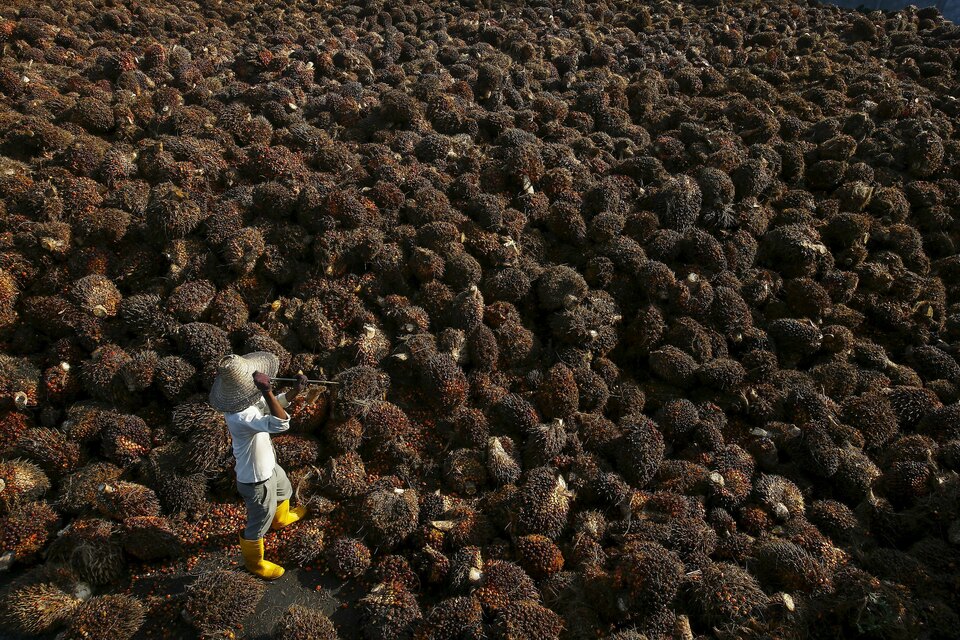 Indonesia said it is unlikely to achieve the United Nations Sustainable Development Goals without palm oil. (Reuters Photo/Samsul Said)
