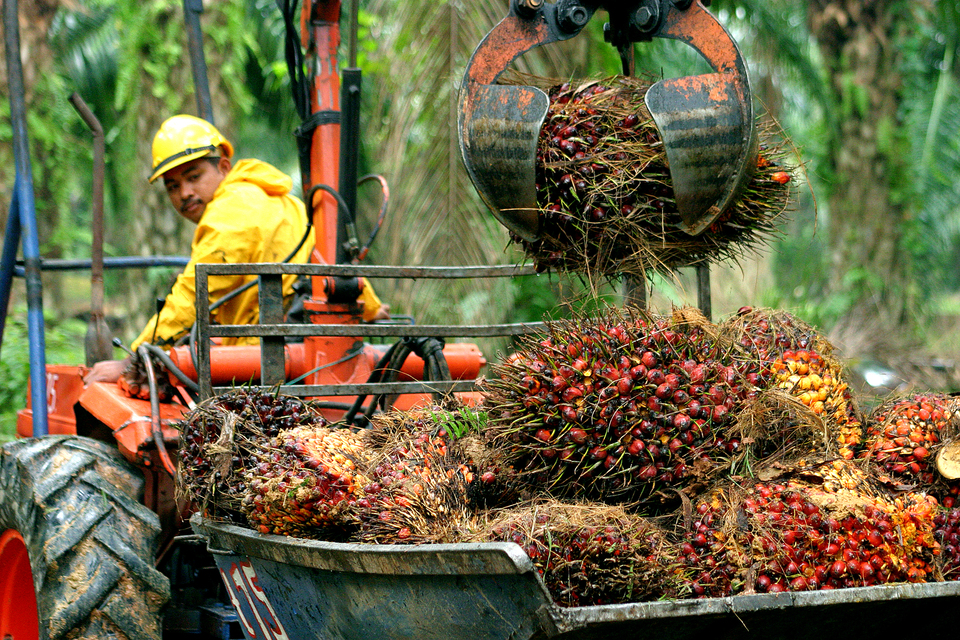 Crude palm oil prices are expected to stay above 2,500 ringgit ($584) per ton for the next six months, the chief executive of Sime Darby said on Wednesday (31/05).  (Photo courtesy of Sime Darby's official website)