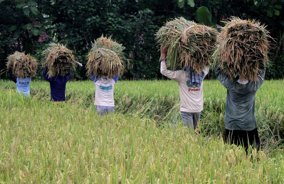 The Super Jarwo crops reportedly produce double the amount of rice at harvest time. President Jokowi said he will introduce the crop to other regions in Indonesia to increase domestic rice production. (Antara Photo/Ari Bowo Sucipto)