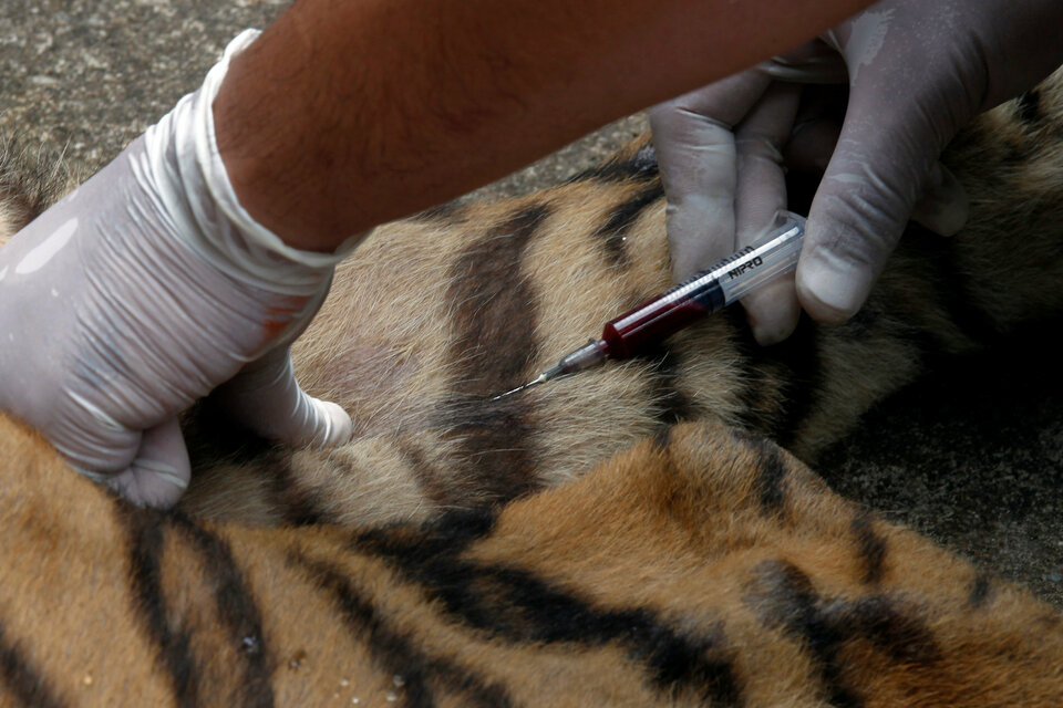A veterinarian from a wildlife protection department takes a blood sample for a DNA test from a tiger to collect wildlife data in a bid to tackle illegal wildlife trade at the Sriracha Tiger Zoo, in Chonburi province, Thailand October 6, 2016. (Reuters Photo/Chaiwat Subprasom)