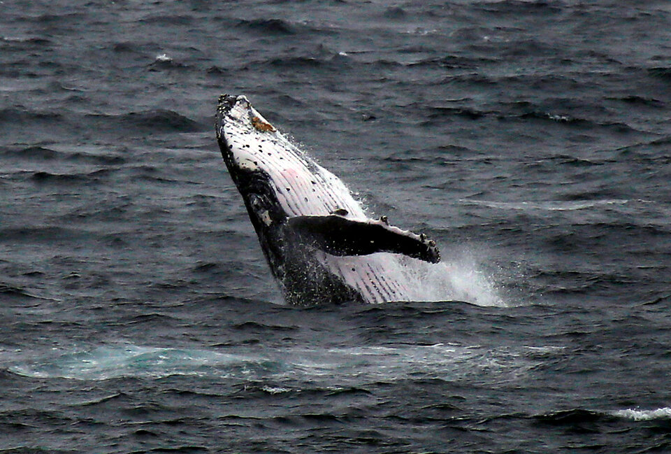 A humpback whale breaches off the coast at Clovelly Beach in Sydney, Australia, June 19, 2016.    (Reuters Photo/David Gray)