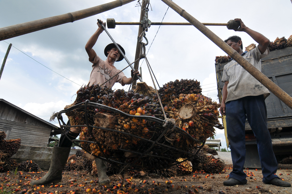 Malaysian palm oil prices could fall by about a fifth to 2,500 ringgit per tonne by third quarter of 2017 as production in top two producing countries is expected to rise, analyst James Fry said on Friday (03/02).  (Antara Photo/Wahdi Septiawan)