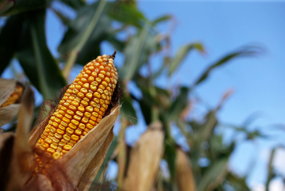 China's COFCO Corp is in talks to sell a small cargo of corn to Japanese trading house Mitsubishi Corp, two sources said on Friday (17/02), a rare foreign sale of grain from the world's No. 2 producer.  (Reuters Photo/Jim Young)