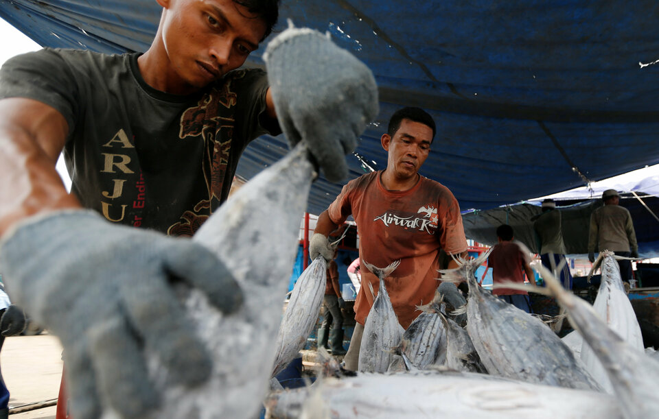 Workers unload frozen tuna from a ship at Muara Baru Port in Jakarta on Nov. 1, 2016. (Reuters Photo/Beawiharta)