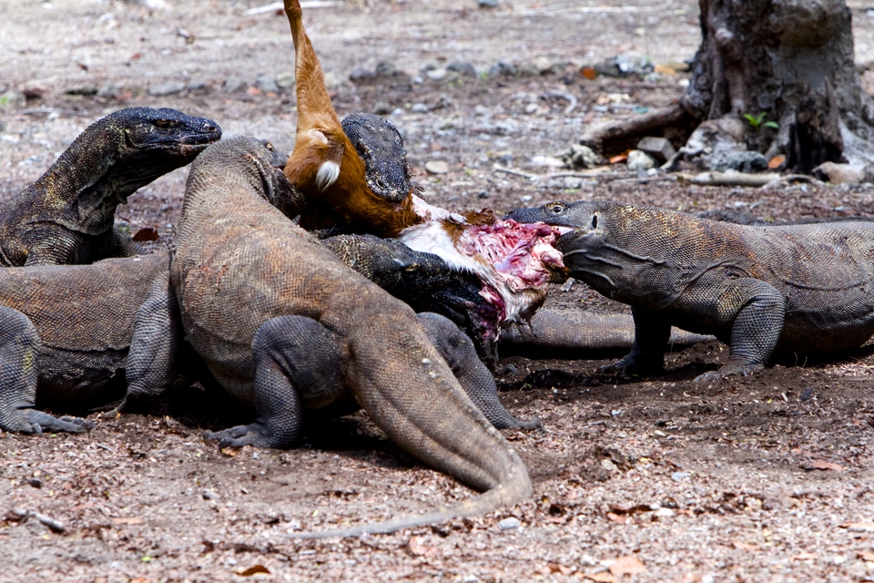 Recent research has found that there are very sophisticated venom glands in the jaws of Komodo dragons. The poison causes paralysis and  hemorrhaging. (JG Photo/Donny A. Mononimbar)
