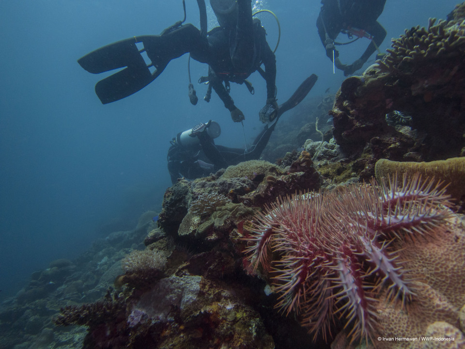 Divers observing a coral reef. (Photo courtesy of WWF Indonesia)
