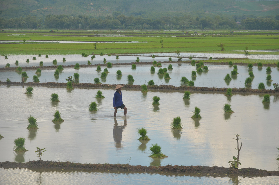 Indonesia has secured a $600 million loan from the Manila-based Asian Development Bank, or ADB, to improve national irrigation systems in a bid to achieve food security and reduce nationwide poverty. (Antara Photo/Yusuf Nugroho)

