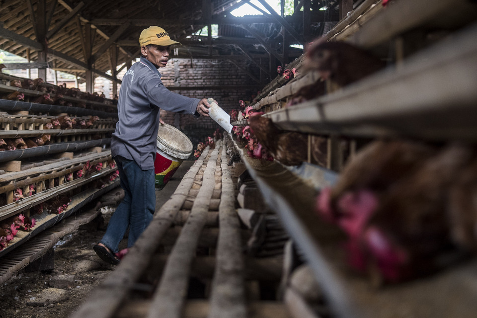 The government announced on Tuesday (06/12) that it implement price fixing for chickens in an attempt to curb volatility in the poultry market, and in effect raise income among farmers as well as higher chicken meat price for customers. (Antara Photo/M. Agung Rajasa)